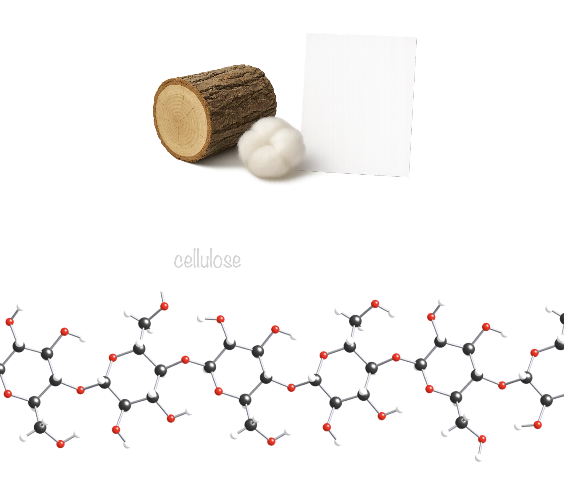 Bois, coton, papier et modèle de la cellulose